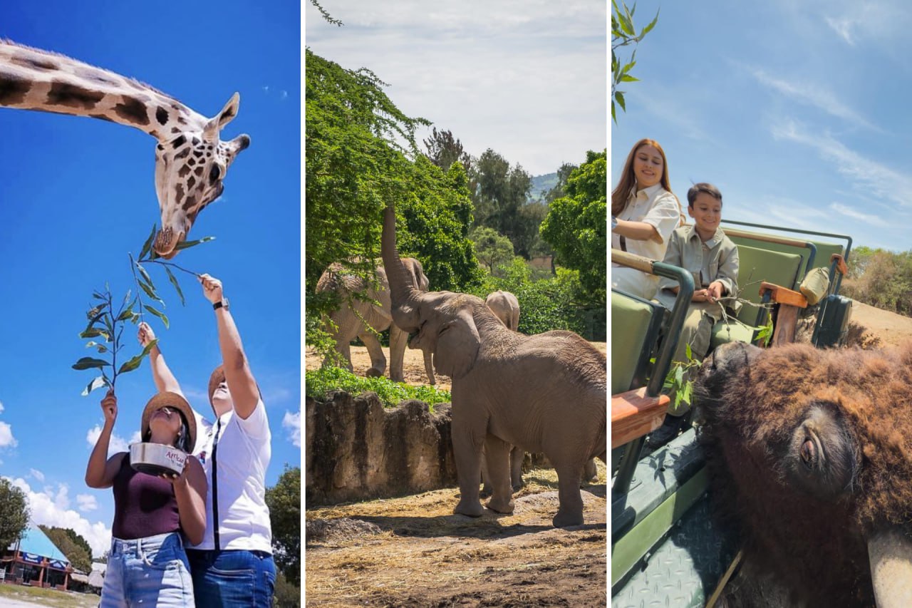 ¿Cuánto gastas en una visita a Africam Safari?