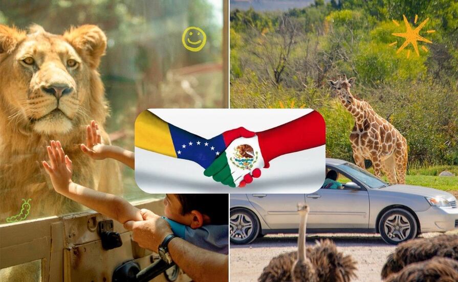 Apoya a Venezuela disfrutando de un paseo en Africam Safari