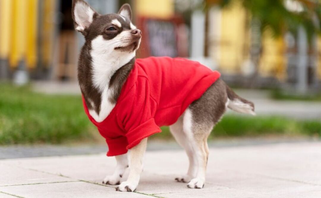 Las mascotas necesitan de cuidados en la temporada de frío / Foto: Freepik