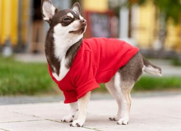 Cómo proteger a tus mascotas en la temporada de frío