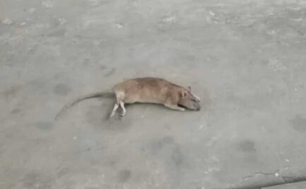 VIDEO Denuncian plaga de ratas en El Gran Takaso de Hermanos Serdán en Puebla