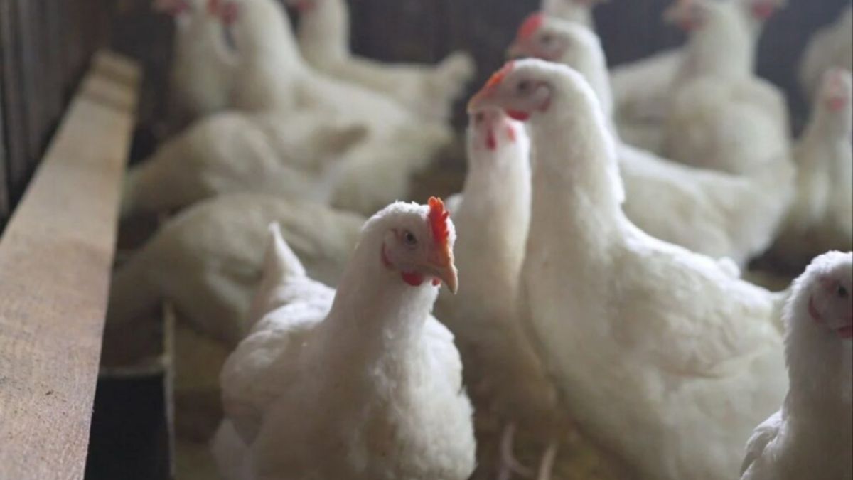 La Organización Mundial de la Salud (OMS) confirmó el primer caso fatal de influenza aviar de tipo H5N2 en México. 

Foto: Producción El Universal Puebla