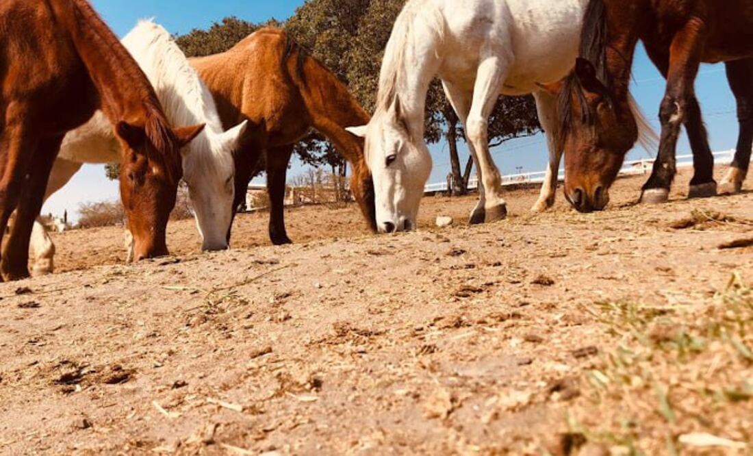 Cuacolandia, el santuario para equinos, se ubica en el bosque de Haras Ciudad Ecológica | Foto: Google / Información Cuacolandia