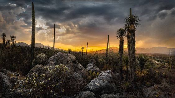 Reserva de la Biósfera Tehuacán-Cuicatlán | Foto: Secretaría de Medio Ambiente y Recursos Naturales
