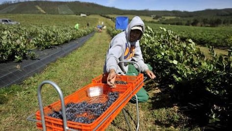 Hay vacantes para jornaleros poblanos en Jalisco y Sinaloa