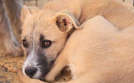 Reportan ola de asesinatos de perros en Atlixco