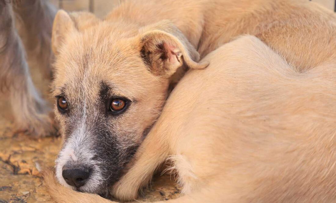 El 7 de marzo de 2023 en una poza de agua en Atlixco fueron localizados los cadáveres de cinco perros | Foto: Agencia Es Imagen para El Universal Puebla
