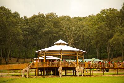 ¿Cómo llegar y cuánto cuesta entrar a este Safari cerca de Puebla?