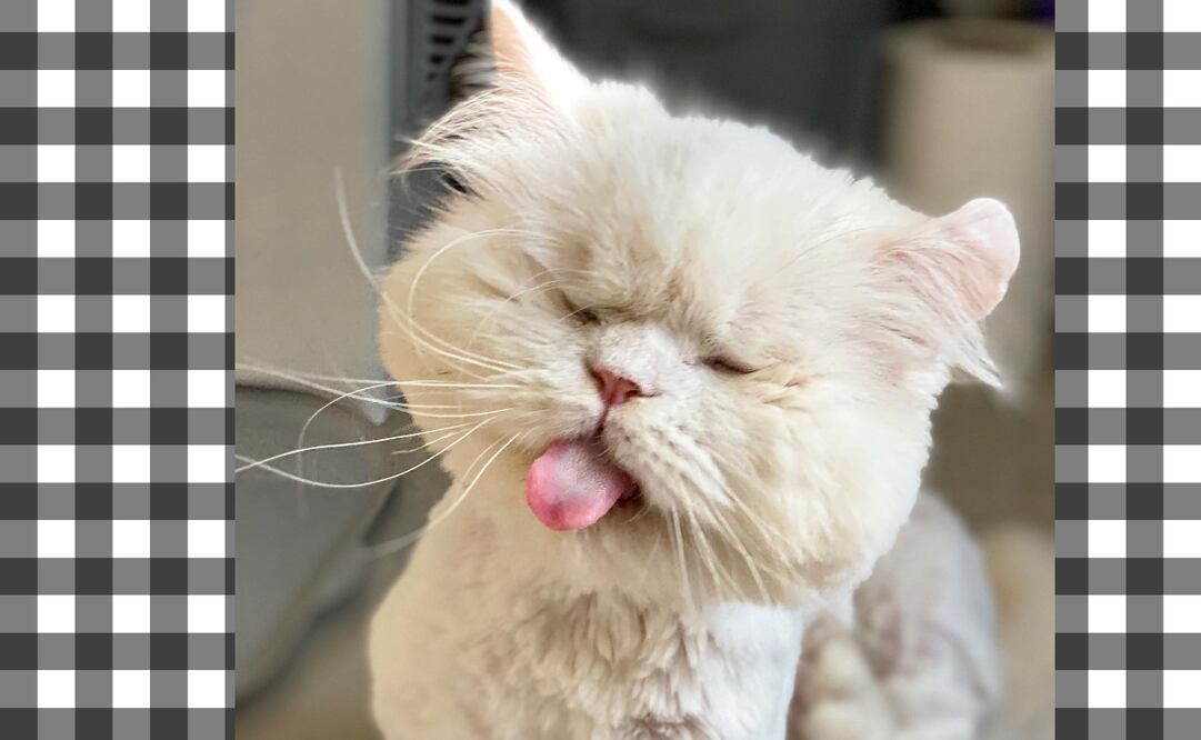 Esta gatita persa ha cautivado al mundo de internet. Foto: Instagram/@moetblindcat
