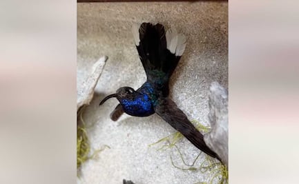 Conoce la colección de colibríes del taxidermista poblano Eduardo Fuentes de María