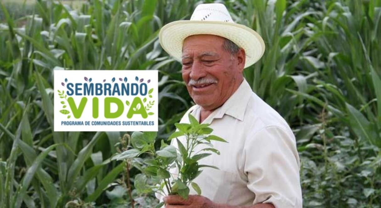 Los beneficios de esta iniciativa social incluyen un apoyo económico mensual de 6,250 pesos, que se otorga a las campesinas y campesinos beneficiarios durante un año.
Foto: Producción El Universal Puebla