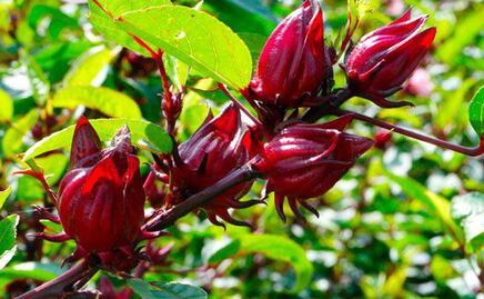 Flor de jamaica: todo lo que no sabías de este cultivo en Puebla