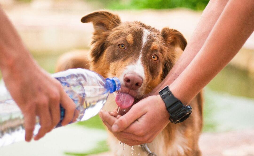 En esta temporada de intenso calor, debes tener varios cuidados con tus mascotas | Foto: Canvas