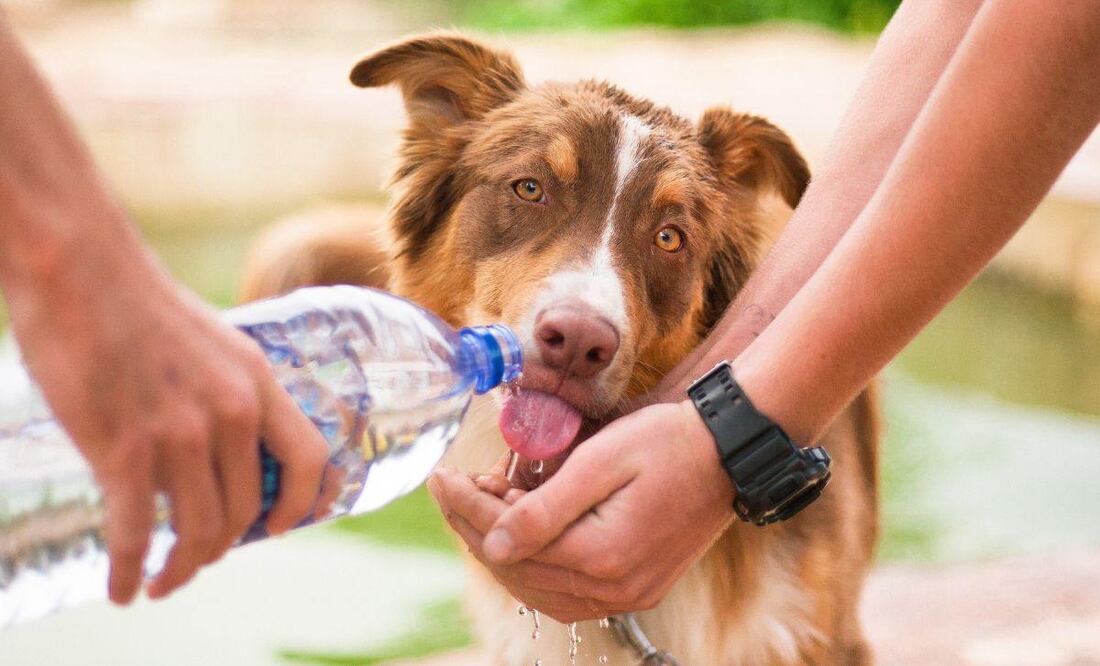 En esta temporada de intenso calor, debes tener varios cuidados con tus mascotas | Foto: Canvas