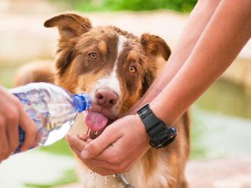 Canícula 2024: Cuida a tus mascotas durante esta temporada