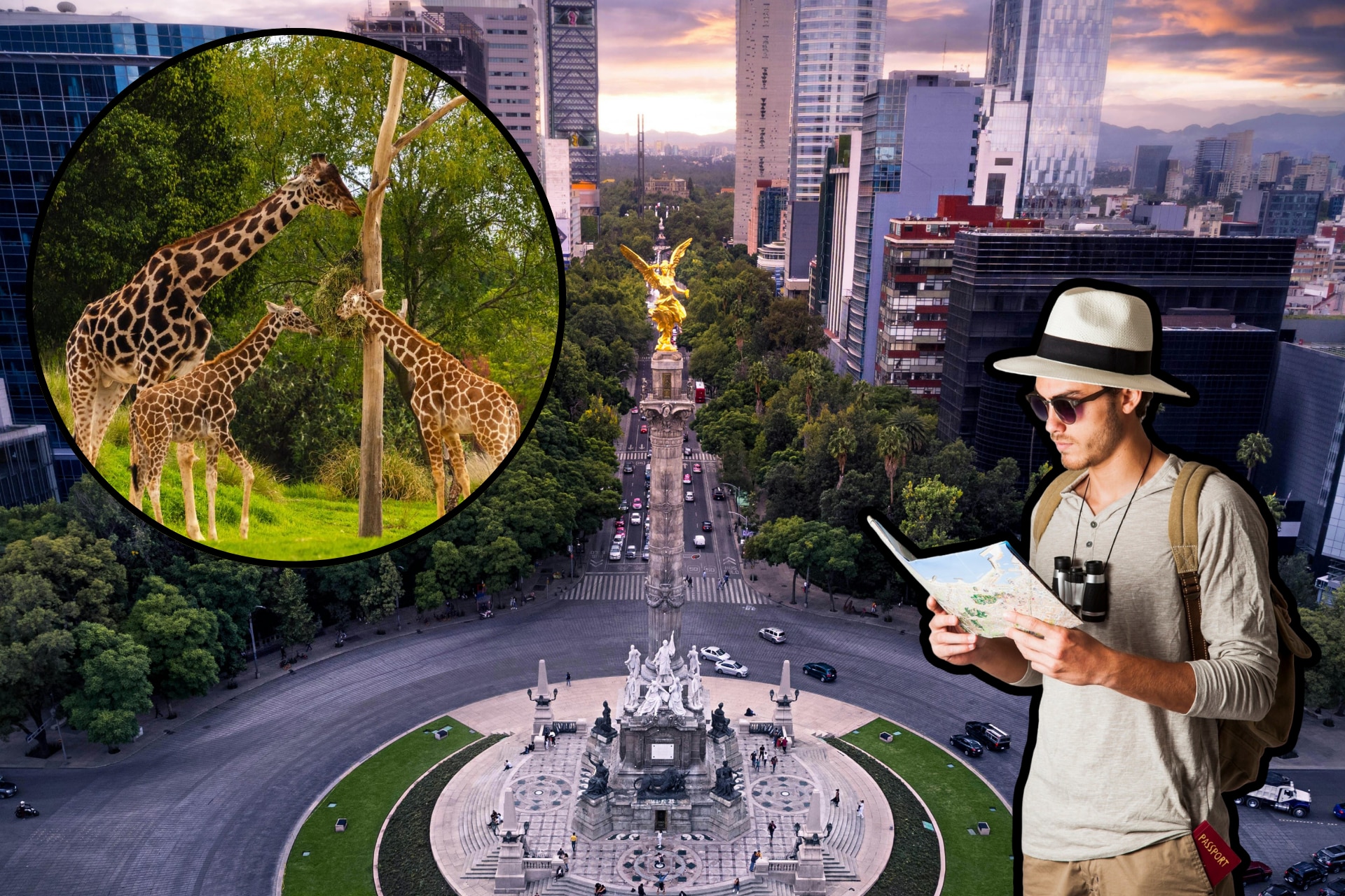 Africam Safari: horarios, precios y cómo llegar desde la CDMX