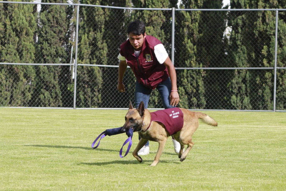 En Puebla hay cursos gratuitos para adiestrar a tu mascota | EsImagen