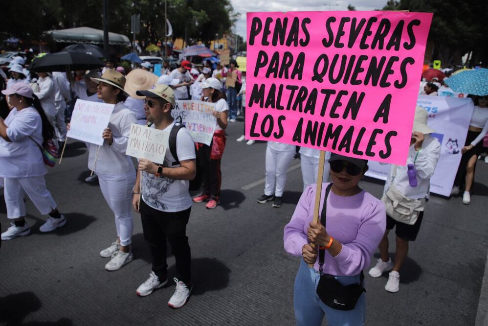 Animalistas en Puebla han demandado mayores sanciones para quienes maltraten a las mascotas | Agencia Es Imagen para El Universal Puebla