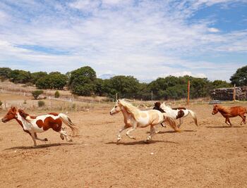 Comiendo galletas y comprando gorras puedes apoyar al santuario Cuacolandia