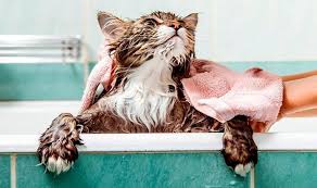 Se cree que los gatos evolucionaron en Oriente Medio hace más de nueve mil años. Debido al clima seco del desierto, los gatos no estuvieron expuestos a ríos, lagos ni a la lluvia, por lo que evolucionaron sin necesidad de contacto.

Foto: Producción El Universal