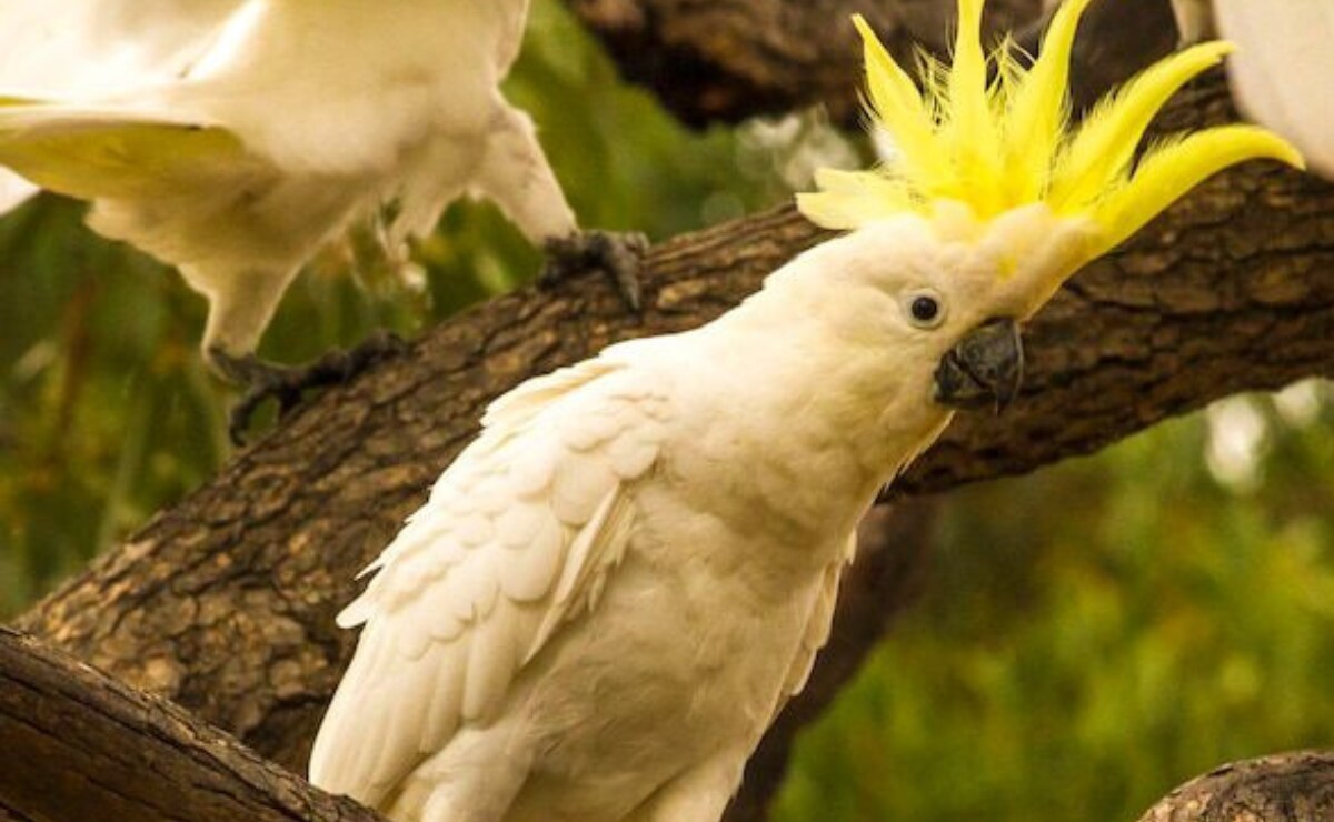 Este es el método ideal para cuidar las cacatúas ninfas