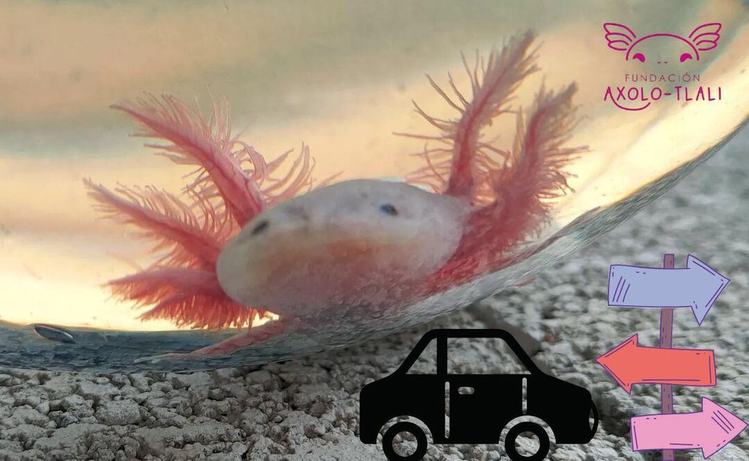 En la Fundación Axolo-tlali viven 350 ajolotes | Foto: Canva