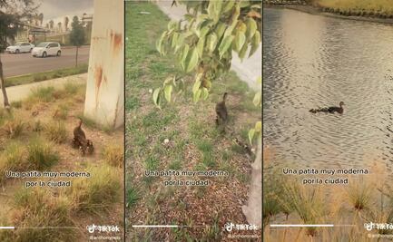 Rescata tiktoker a patos de ser atropellados en vía rápida de Puebla