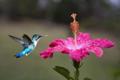 Crean el primer santuario de colibríes en Puebla