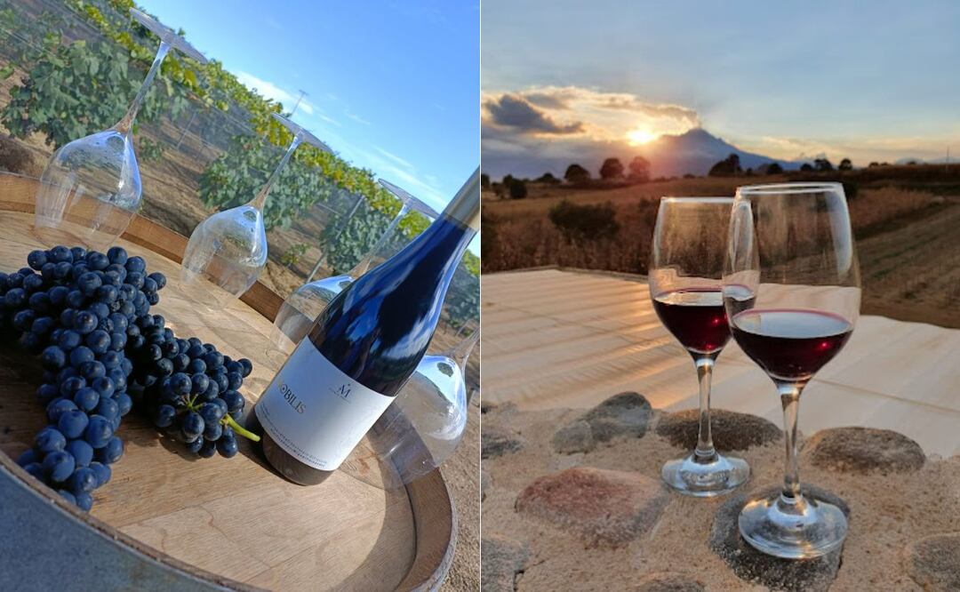 Puedes pasar un verano increíble en los viñedos de Puebla | Foto: Casa Miguel Hernandez - Vinos y Viñedos / Sarai Gonzalez