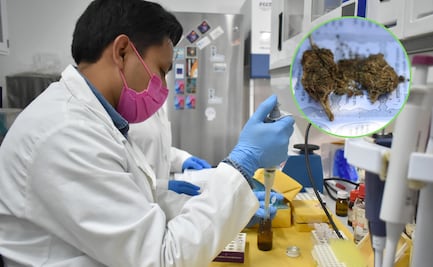 Estudian en la BUAP cannabinoides para tratamiento de epilepsia