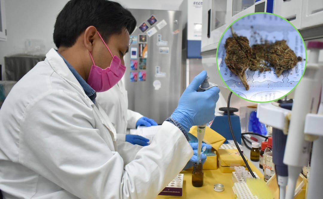 El proyecto es financiado por la Secretaría de Ciencia, Humanidades, Tecnología e Innovación | Foto: BUAP / EsImagen