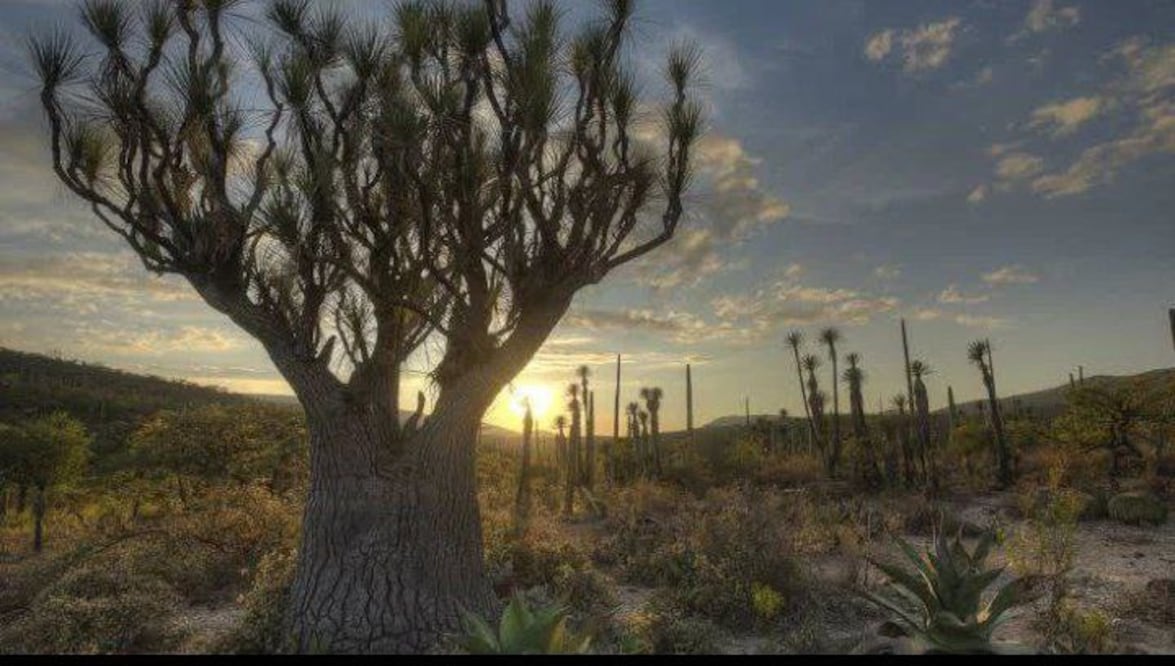 El desierto de Puebla es un lugar lleno de vida pasada, presente y futura | Foto: Instagram lacrisisdelareservath