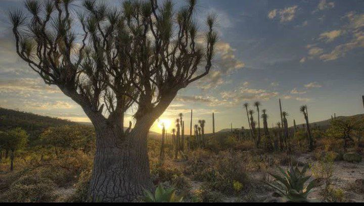 Descubre los fascinantes secretos del desierto de Puebla