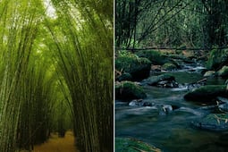 Celebra el Día del Padre en el bosque de bambú más neblinoso de Puebla