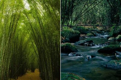 Celebra el Día del Padre en el bosque de bambú más neblinoso de Puebla