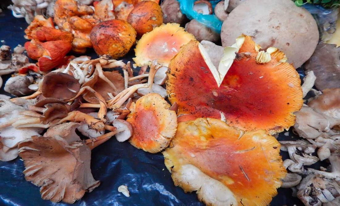 Foto: Archivo El Universal