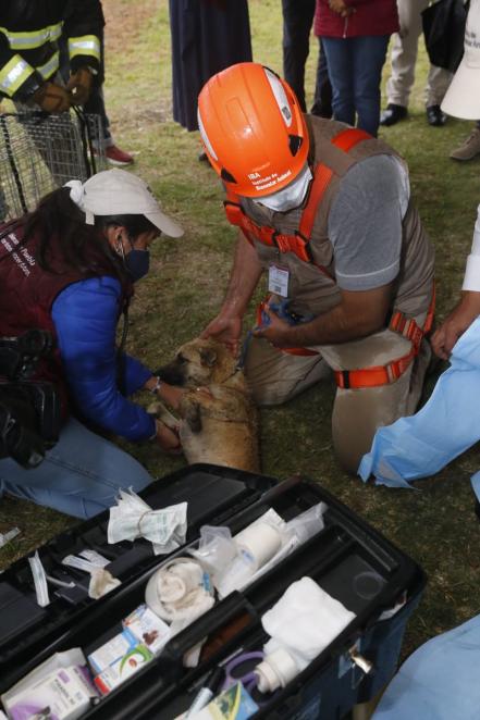 ¡Final feliz! Rescatan a perritos en #SocavónPuebla