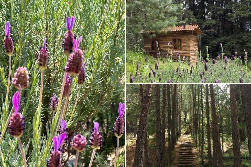 Este bosque de lavanda en Puebla es perfecto para una caminata relajante