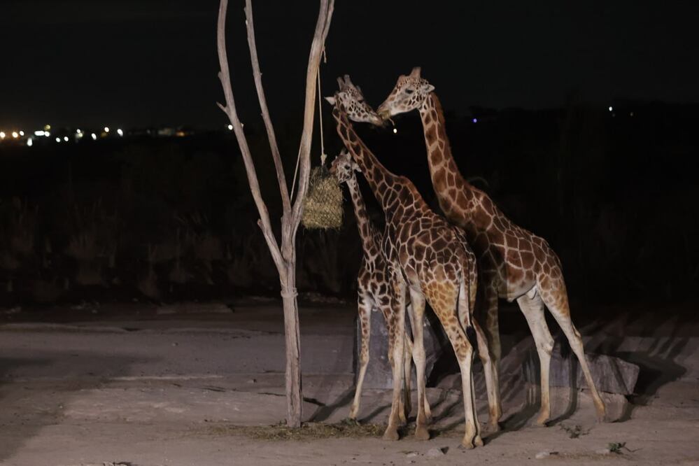 Las jirafas son animales muy curiosos y puedes visitarlos en Africam Safari | Foto. Agencia Es Imagen para El Universal Puebla