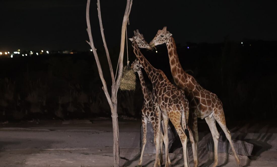 Las jirafas son animales muy curiosos y puedes visitarlos en Africam Safari | Foto. Agencia Es Imagen para El Universal Puebla