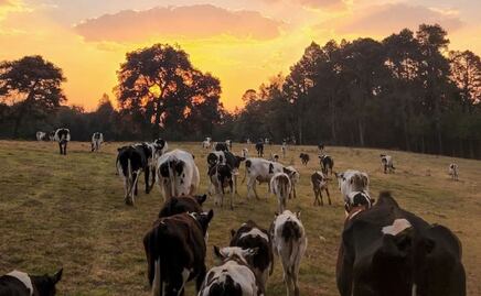 Los 3 hermosos ranchos de Puebla que seguramente no has visitado