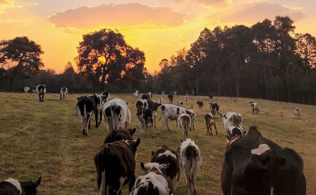 En Puebla existen ranchos poco conocidos donde puedes vivir una relajante experiencia en medio de la naturaleza | Foto: Facebook Rancho Cuatro Encinos