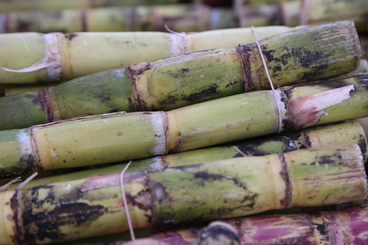 La fruta de ponche se produce en grandes cantidades en Puebla | Agencia Es Imagen para El Universal Puebla