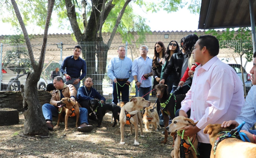 "Adopta, no compres", refuerzan campaña de Bienestar Animal x