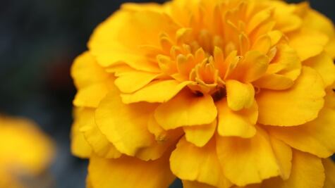 Día de Muertos. Los usos desconocidos del cempasúchil, de analgésico a los afrodisíacos