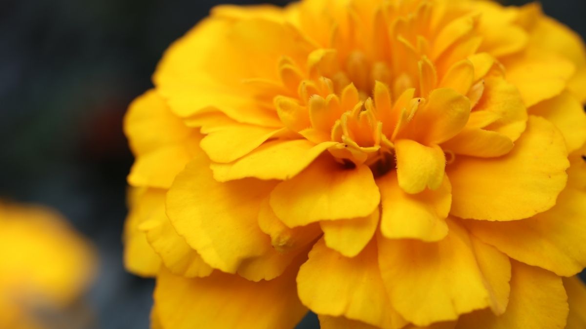 Día de Muertos. Los usos desconocidos del cempasúchil, de analgésico a los afrodisíacos