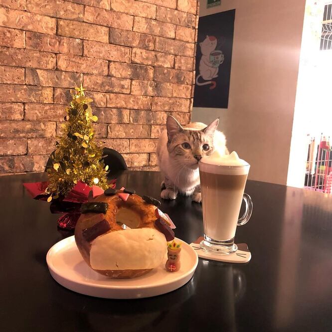 En Puebla hay una cafetería donde venden roscas de gato | Foto: Instagram meow.cafebistro