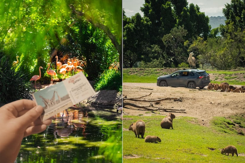 Africam Safari: esto costará la entrada en la temporada decembrina 2025