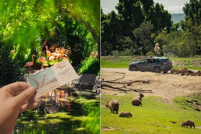 Africam Safari: esto costará la entrada en la temporada decembrina 2025