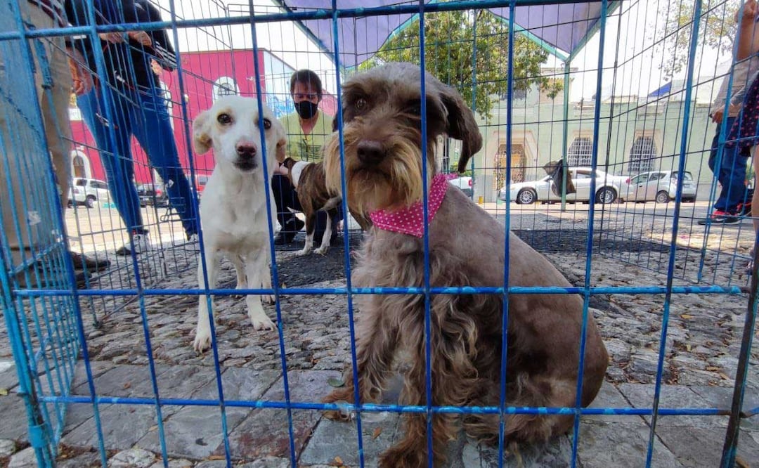 El Congreso de Puebla analizará la reforma a la Ley de Bienestar Animal | Foto: agencia Es Imagen para El Universal Puebla